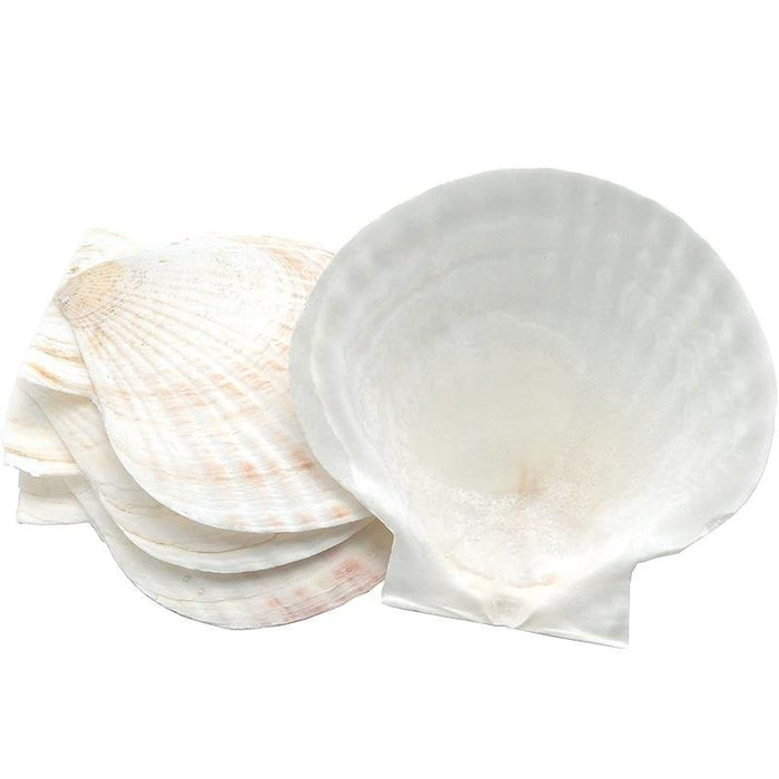 Nantucket Seafood Natural Baking Sea Shells - Set of 4